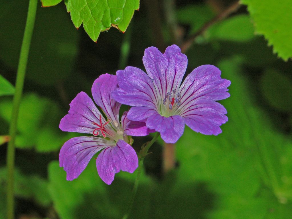 Geranium nodosum / Geranio nodoso